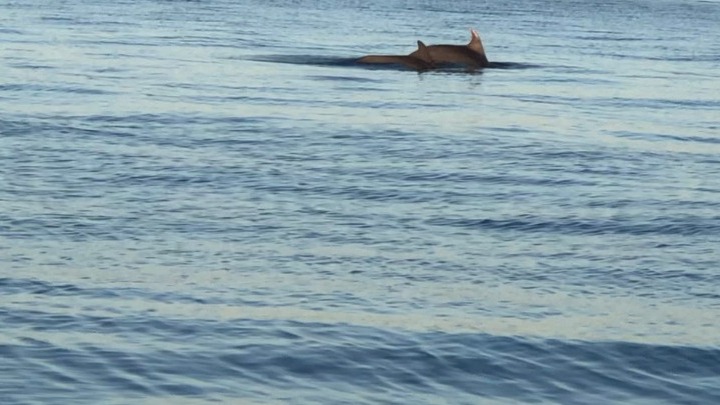 delfinia_thermaikos_2.jpeg delfinia_thermaikos_2.jpeg
