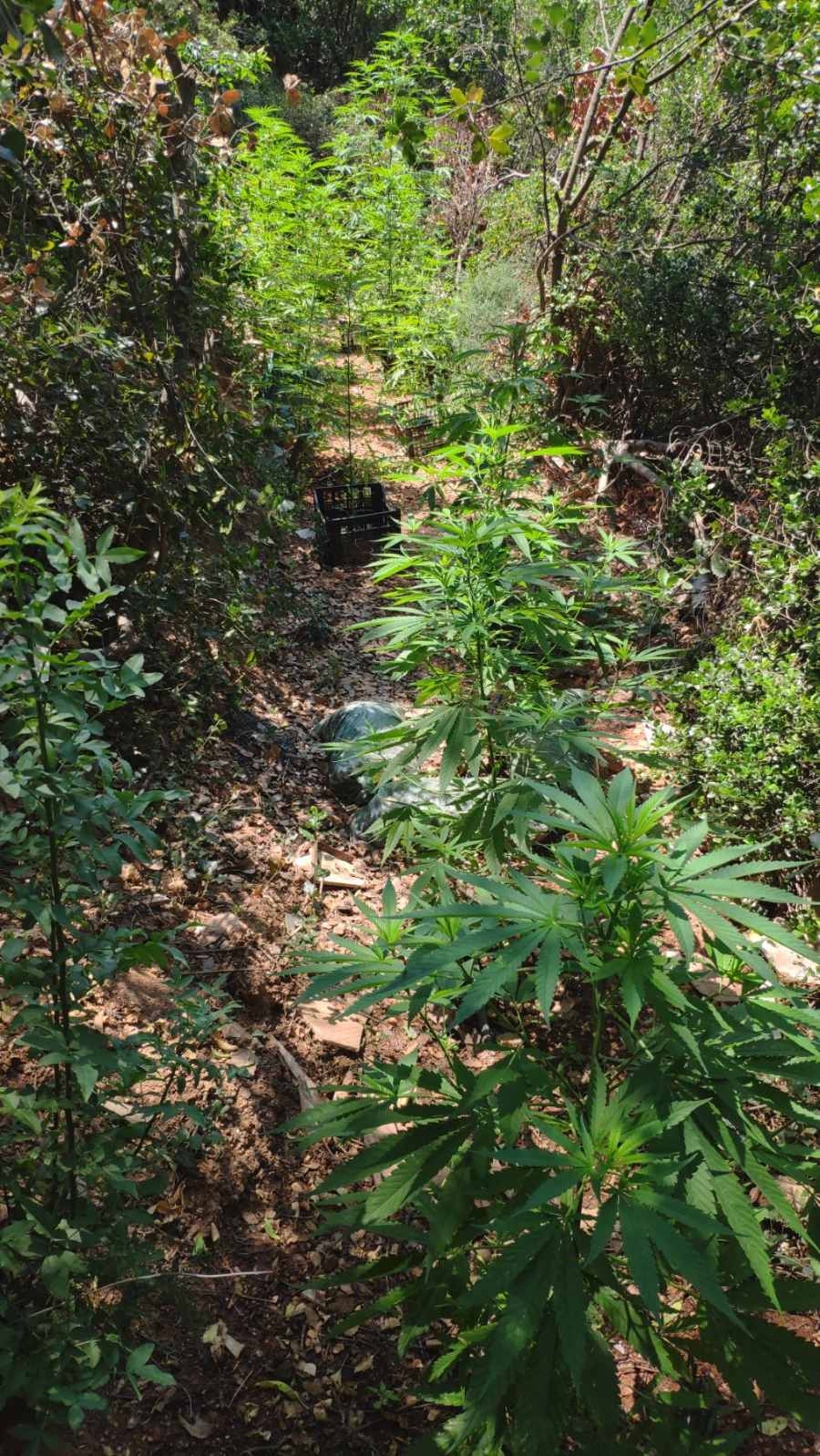 entopismos_dendryllion_kannabis_ta_kilkis.jpg entopismos_dendryllion_kannabis_ta_kilkis.jpg