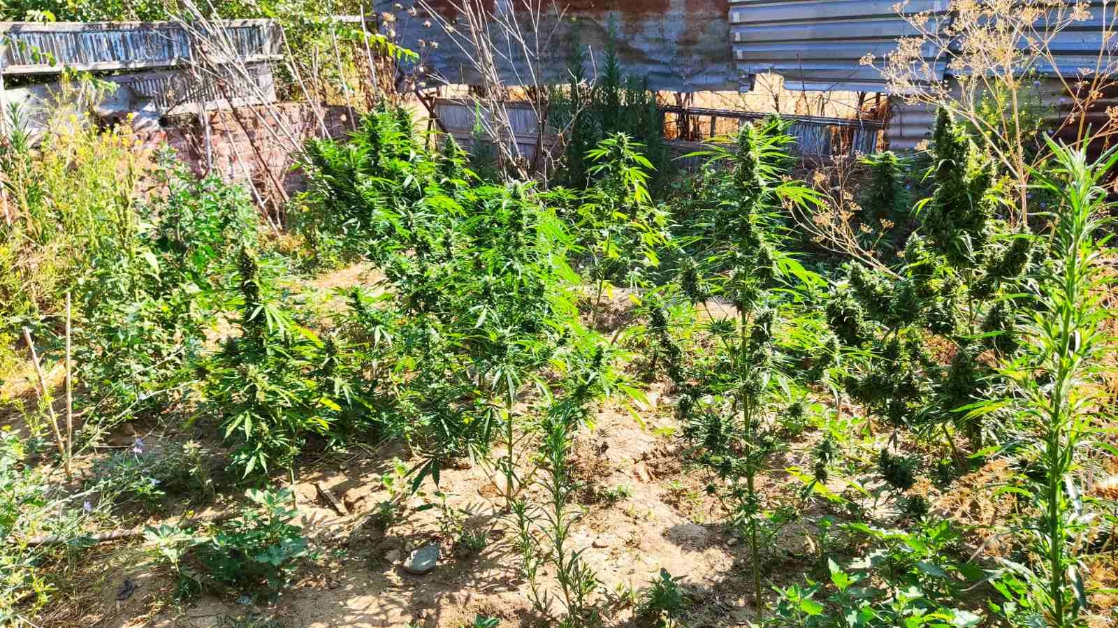entopismos_dendryllion_kannabis_ta_kilkis_1.jpg entopismos_dendryllion_kannabis_ta_kilkis_1.jpg