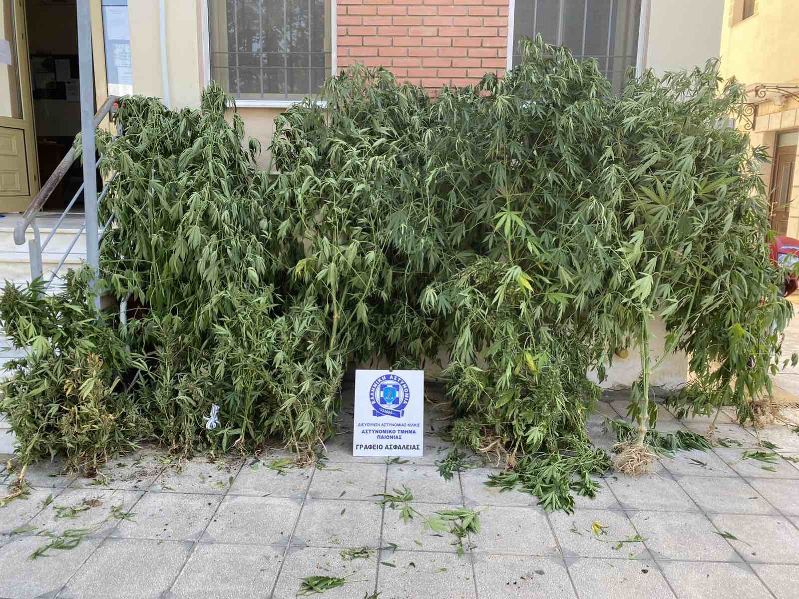 kannabi_thessaloniki.jpg kannabi_thessaloniki.jpg
