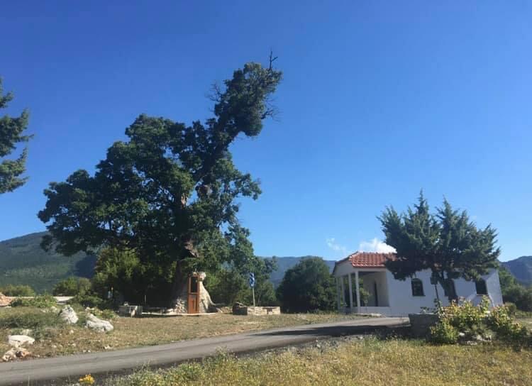 paisios-dentrokati_3.jpeg paisios-dentrokati_3.jpeg