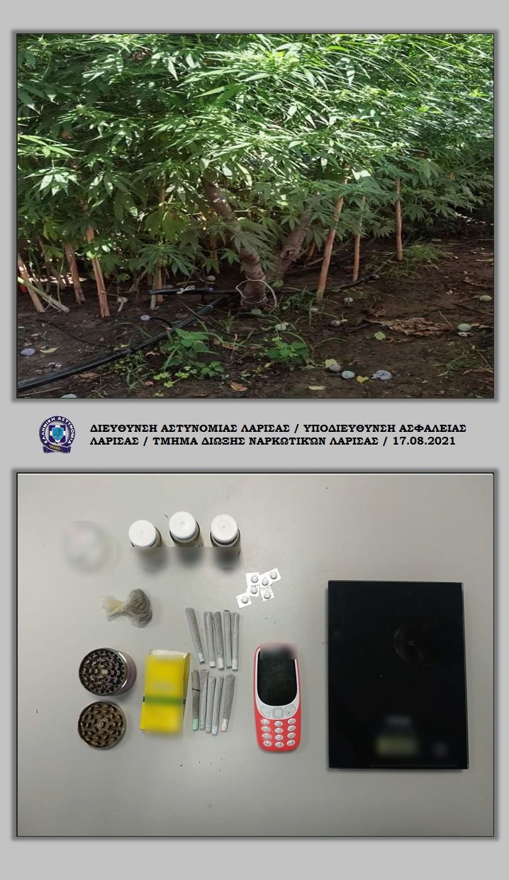 dendryllia_kannabi_kileler_1.jpeg dendryllia_kannabi_kileler_1.jpeg