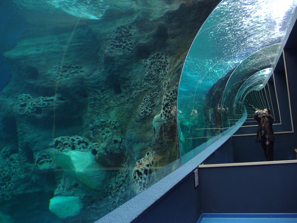 cretaquarium4.jpg cretaquarium4.jpg