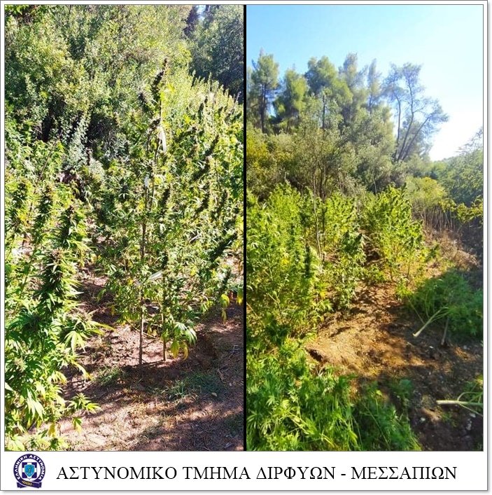fyteia_kannabi_eyboia_1.jpeg fyteia_kannabi_eyboia_1.jpeg