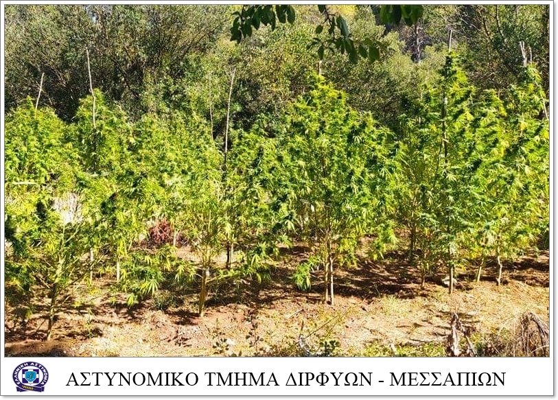 fyteia_kannabi_eyboia_2.jpeg fyteia_kannabi_eyboia_2.jpeg