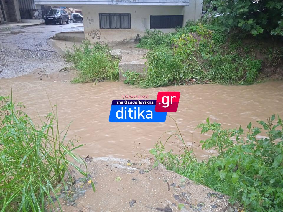 rema_polixni_1.jpeg rema_polixni_1.jpeg