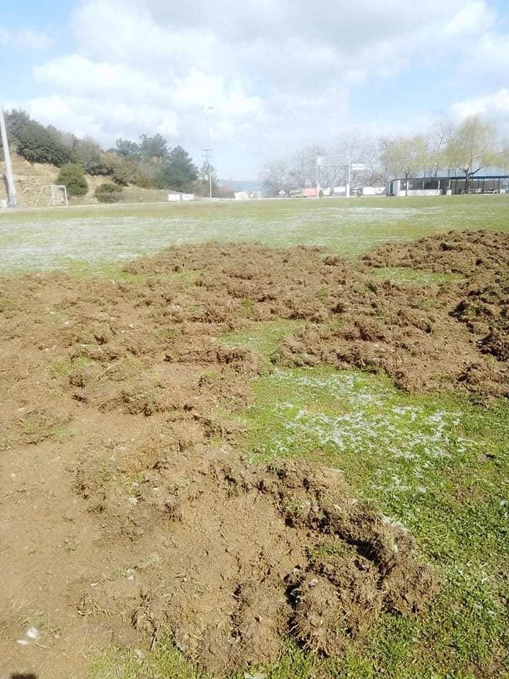 agriogourouna_gipedo_stavros_3.jpeg agriogourouna_gipedo_stavros_3.jpeg