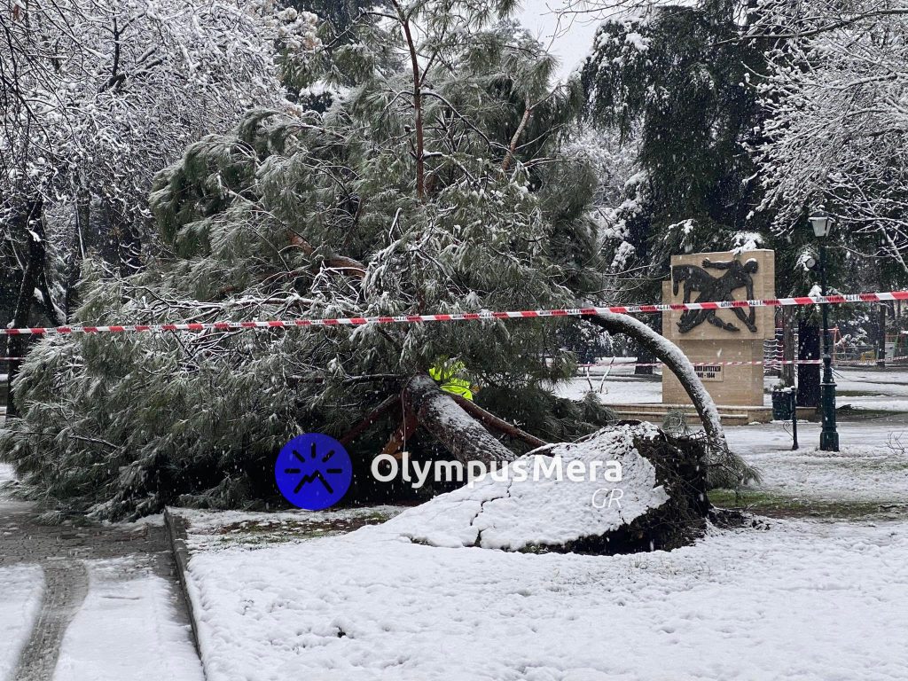 dentra_katerini_1.jpeg dentra_katerini_1.jpeg