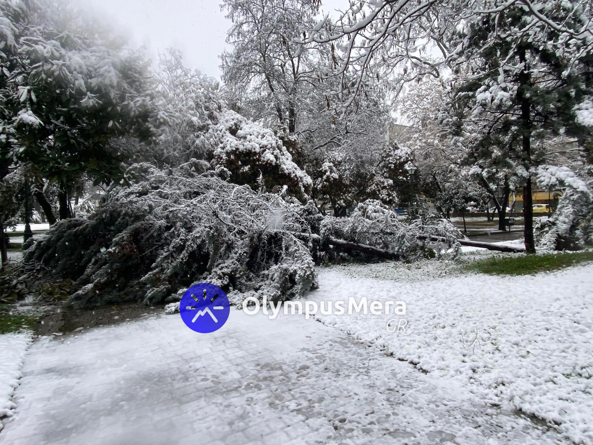 dentra_katerini_3.jpeg dentra_katerini_3.jpeg