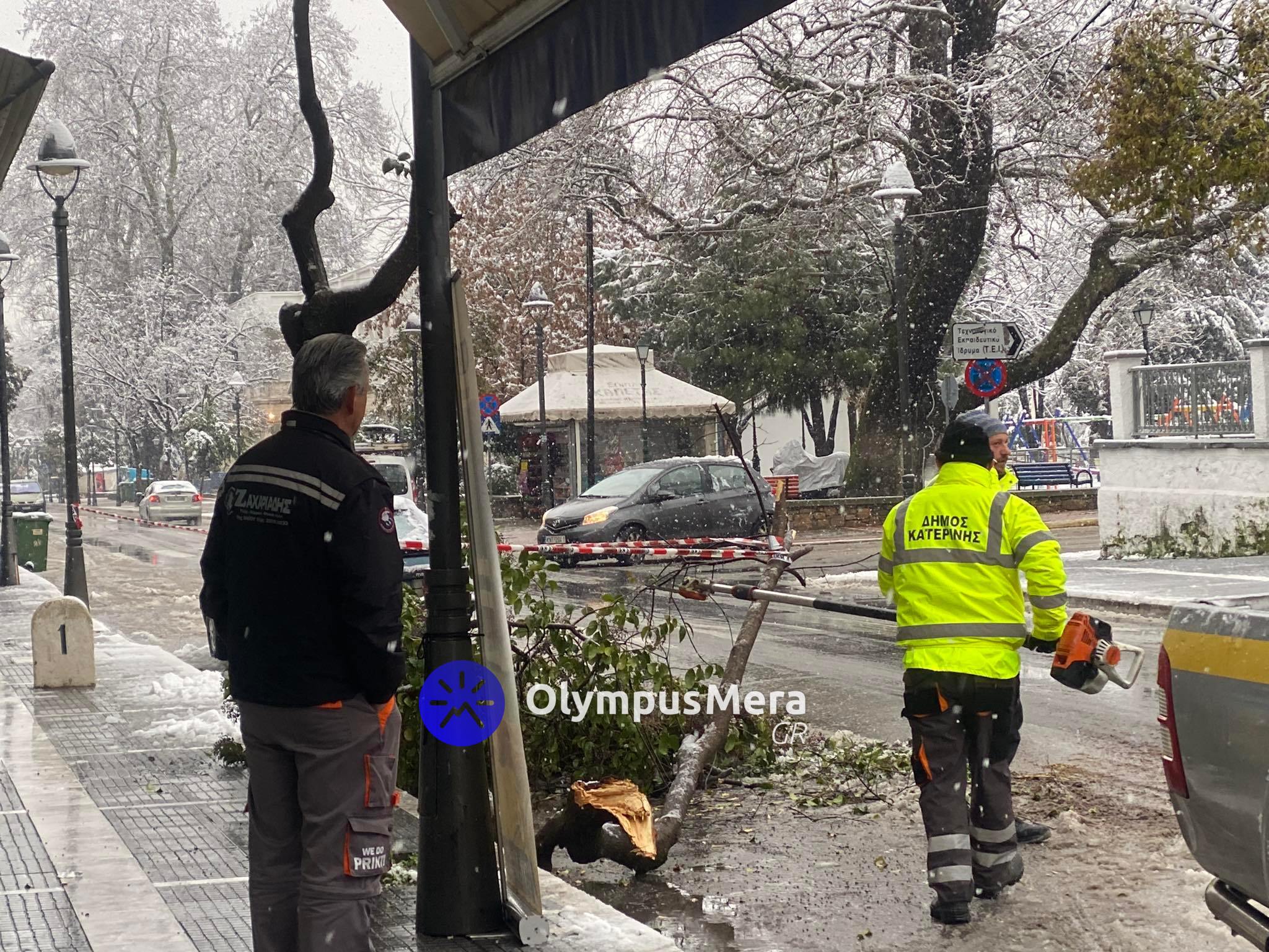 dentra_katerini_5.jpeg dentra_katerini_5.jpeg