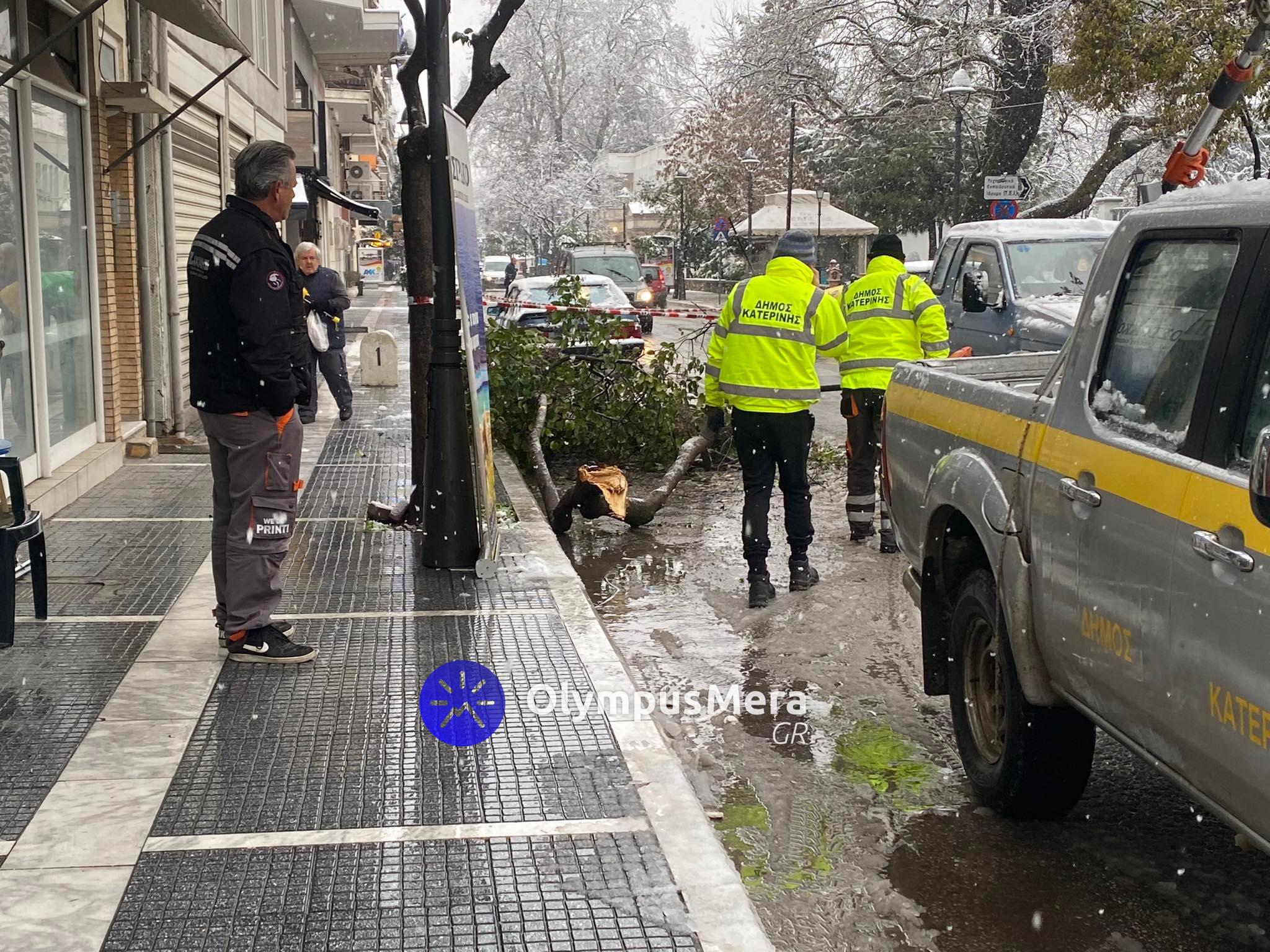 dentra_katerini_7.jpeg dentra_katerini_7.jpeg
