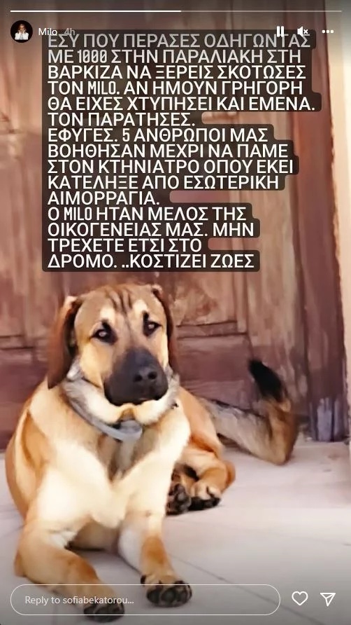 skylos_mpekatorou.jpg skylos_mpekatorou.jpg