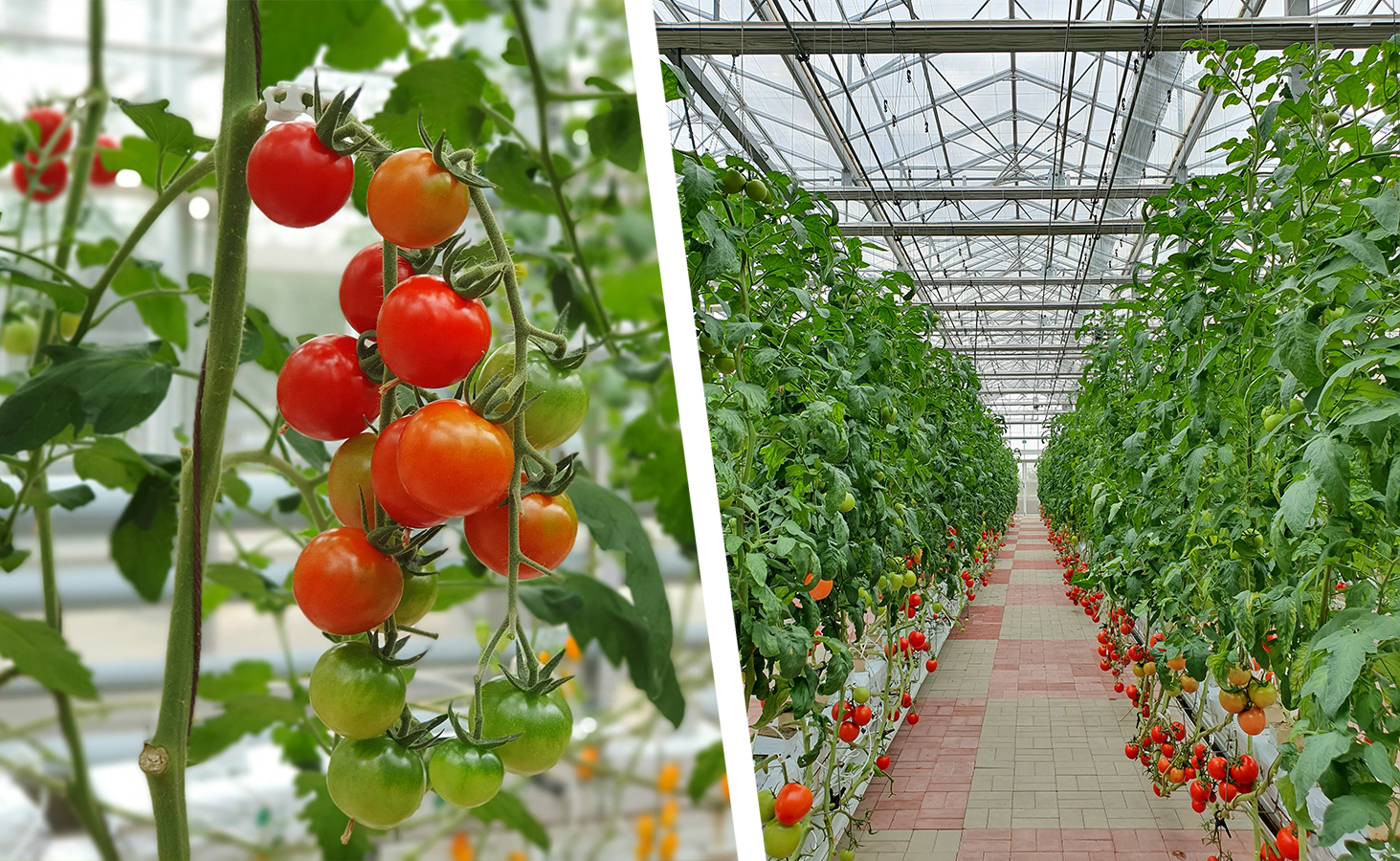 hydro_tomato.jpg hydro_tomato.jpg