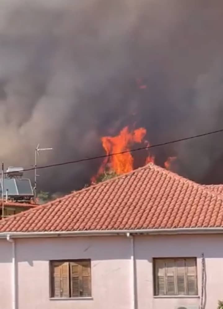 ileia-fotia3.jpg ileia-fotia3.jpg