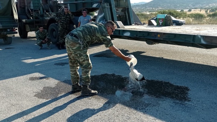 pelargos_fotia_mytilini.jpeg pelargos_fotia_mytilini.jpeg
