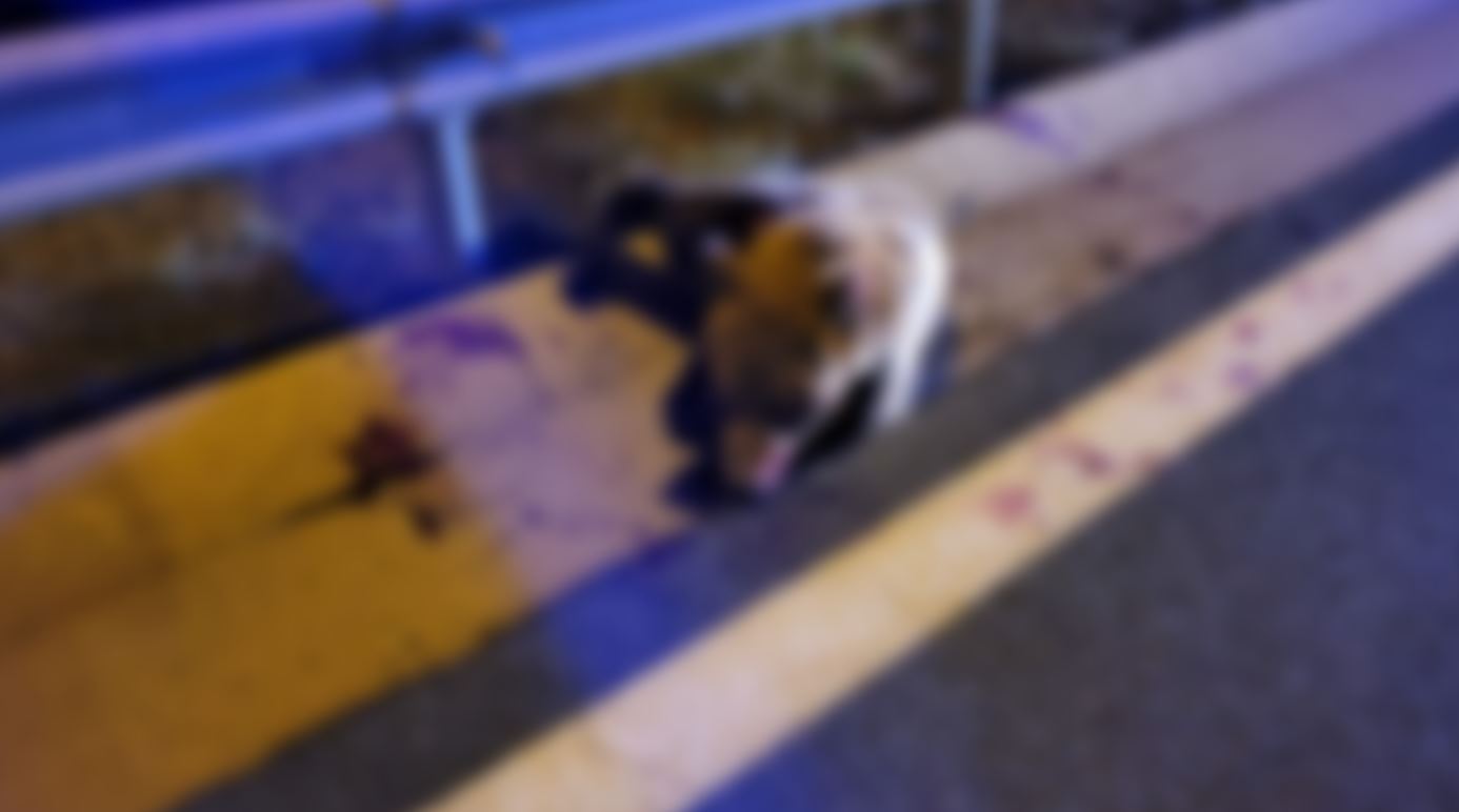 trohaio_arkoyda_kozani_3.jpeg trohaio_arkoyda_kozani_3.jpeg