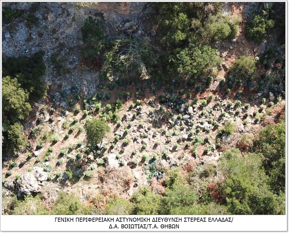 fytaia_kannabi_2.jpeg fytaia_kannabi_2.jpeg