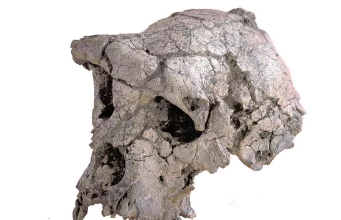 saxelanthropos-ape_2.jpg saxelanthropos-ape_2.jpg