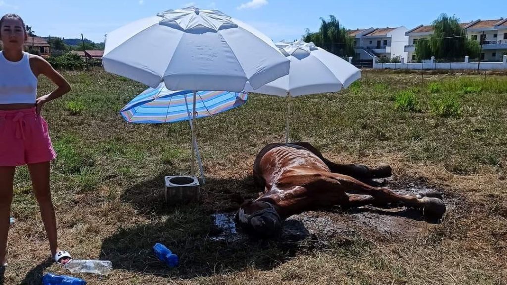 alogo_kerkyra_1.jpeg alogo_kerkyra_1.jpeg