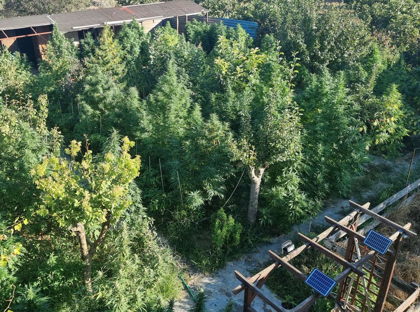 dendryllia_kannabis.jpg dendryllia_kannabis.jpg