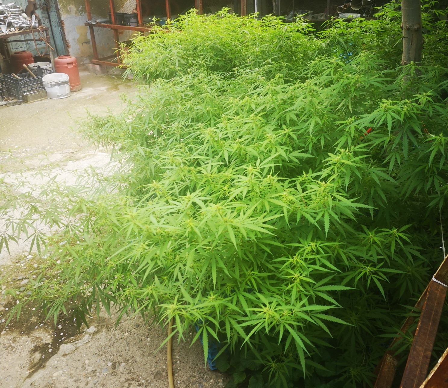 dendryllia_kannabis_1_apo_2.jpg dendryllia_kannabis_1_apo_2.jpg