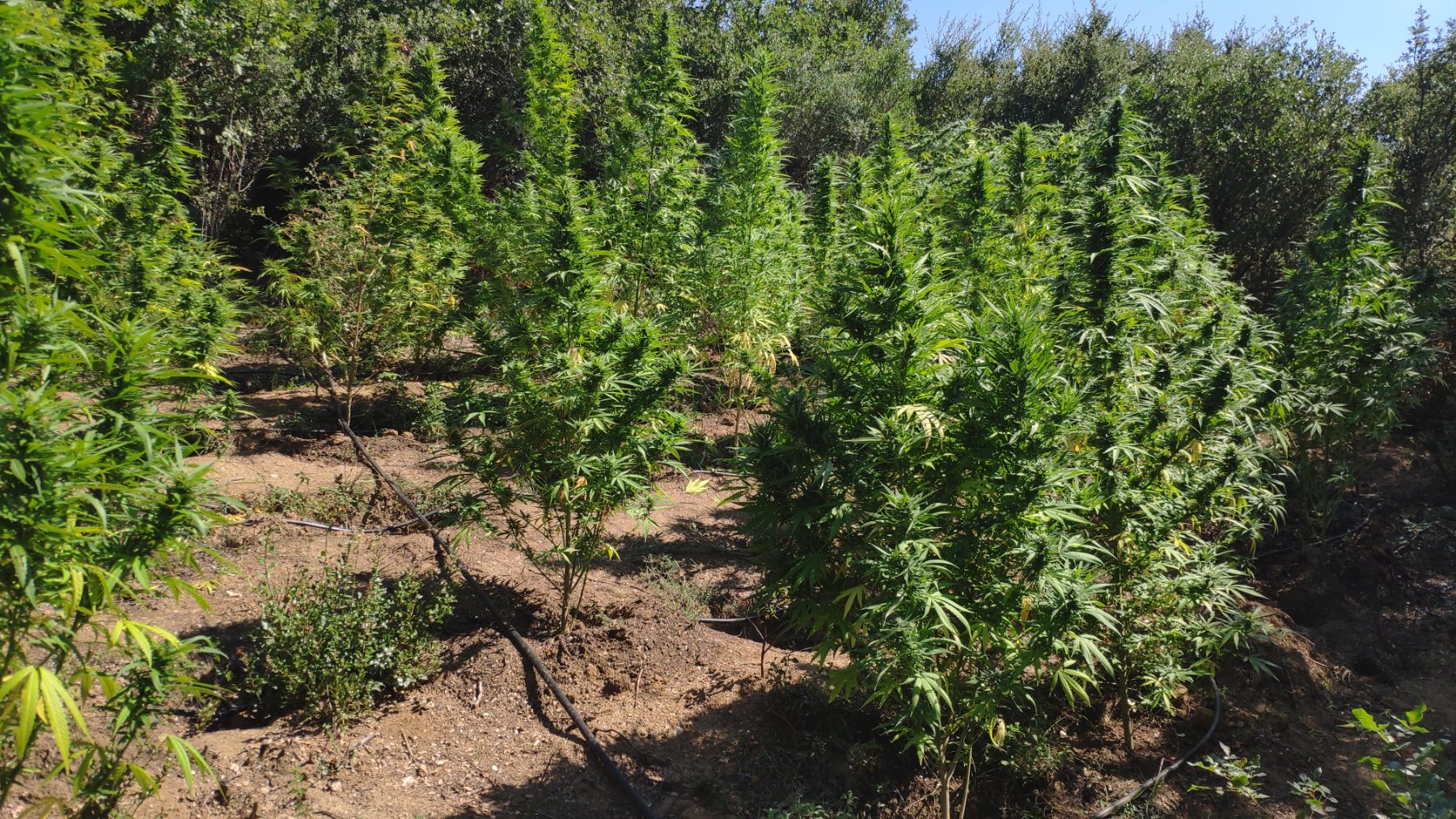entopismos_dendryllion_kannabis.jpg entopismos_dendryllion_kannabis.jpg