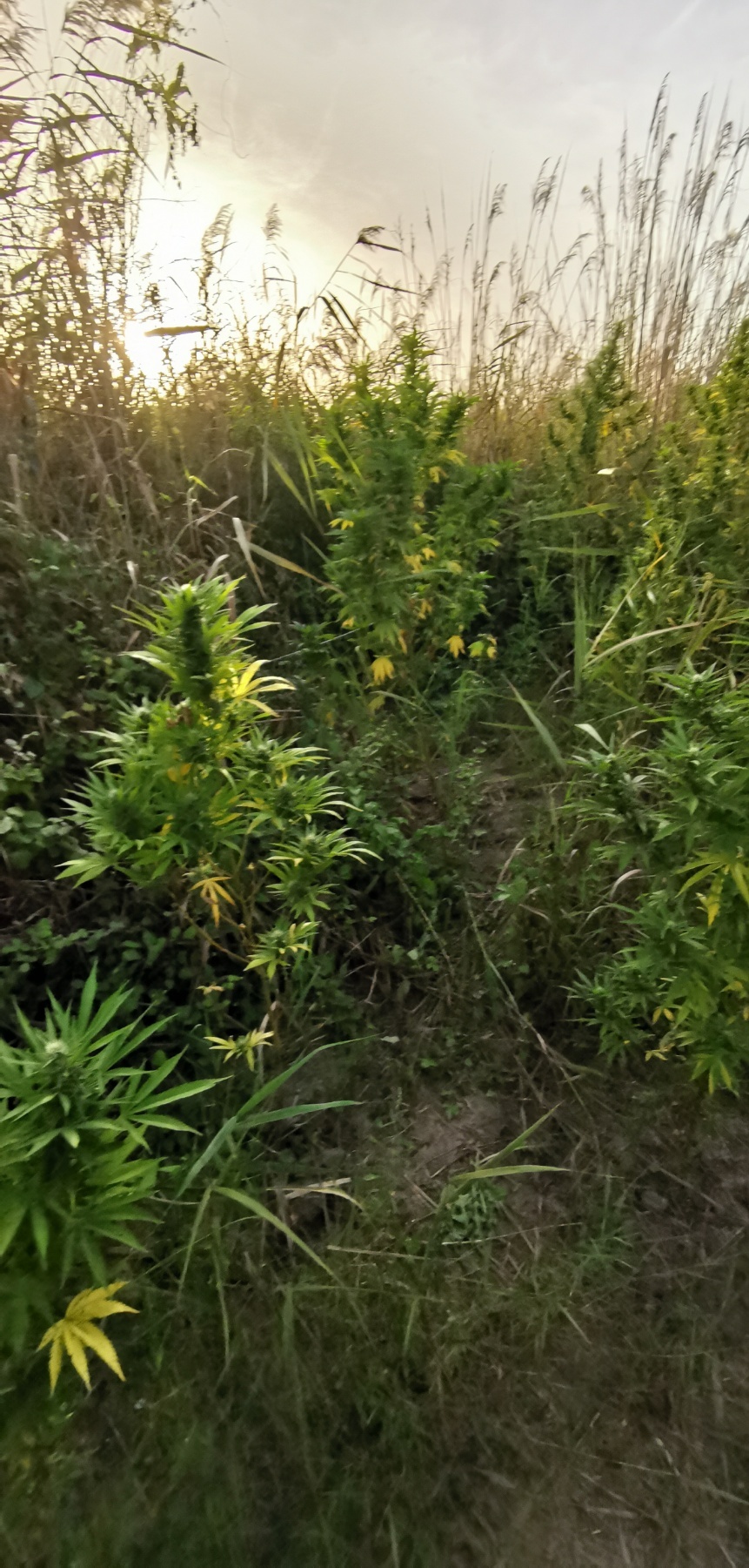 entopismos_dendryllion_kannabis_a.t.paionias.jpg entopismos_dendryllion_kannabis_a.t.paionias.jpg