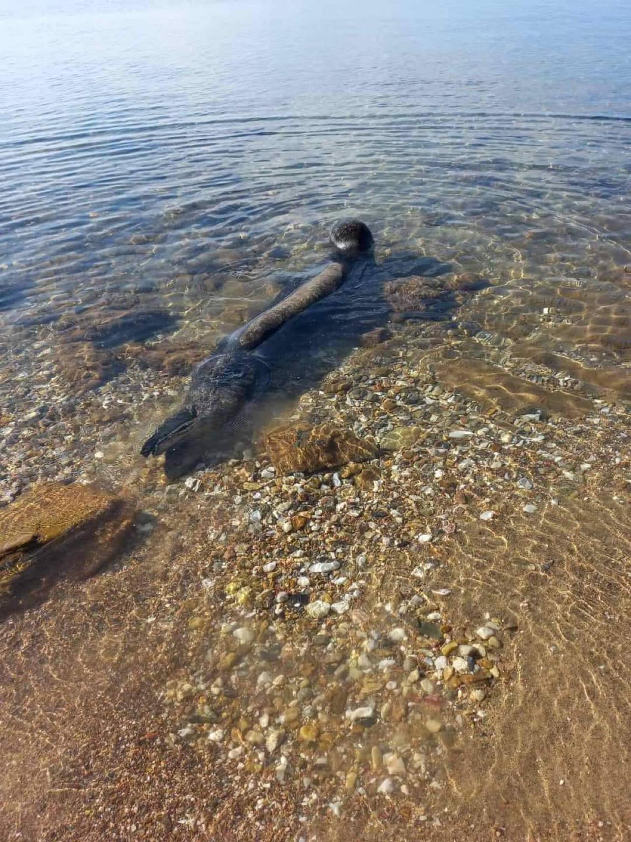 fokia_xalkidiki_2.jpeg fokia_xalkidiki_2.jpeg