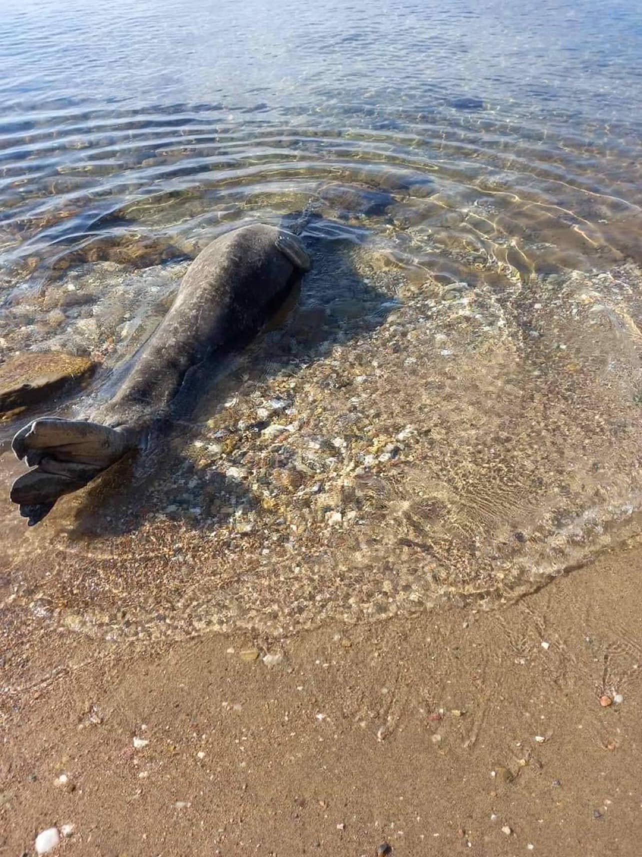 fokia_xalkidiki_3.jpeg fokia_xalkidiki_3.jpeg