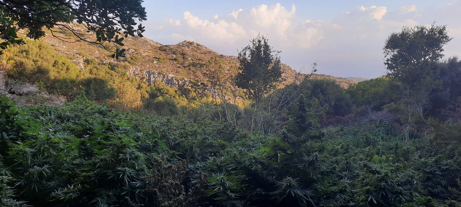fyteia_kannabi_minastiri_kriti_2.jpeg fyteia_kannabi_minastiri_kriti_2.jpeg