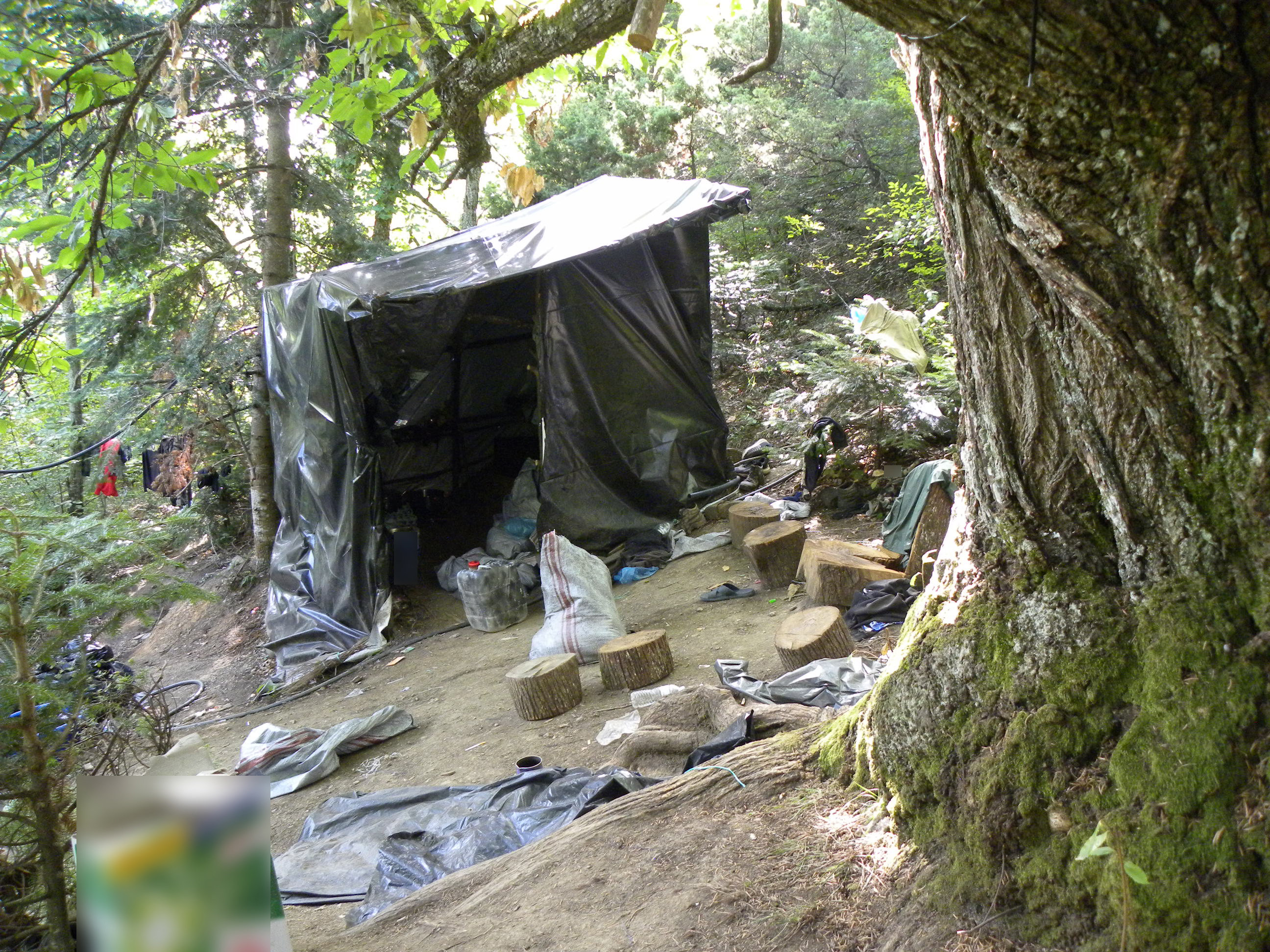 fyteia_kannabi_olympos_3.jpeg fyteia_kannabi_olympos_3.jpeg