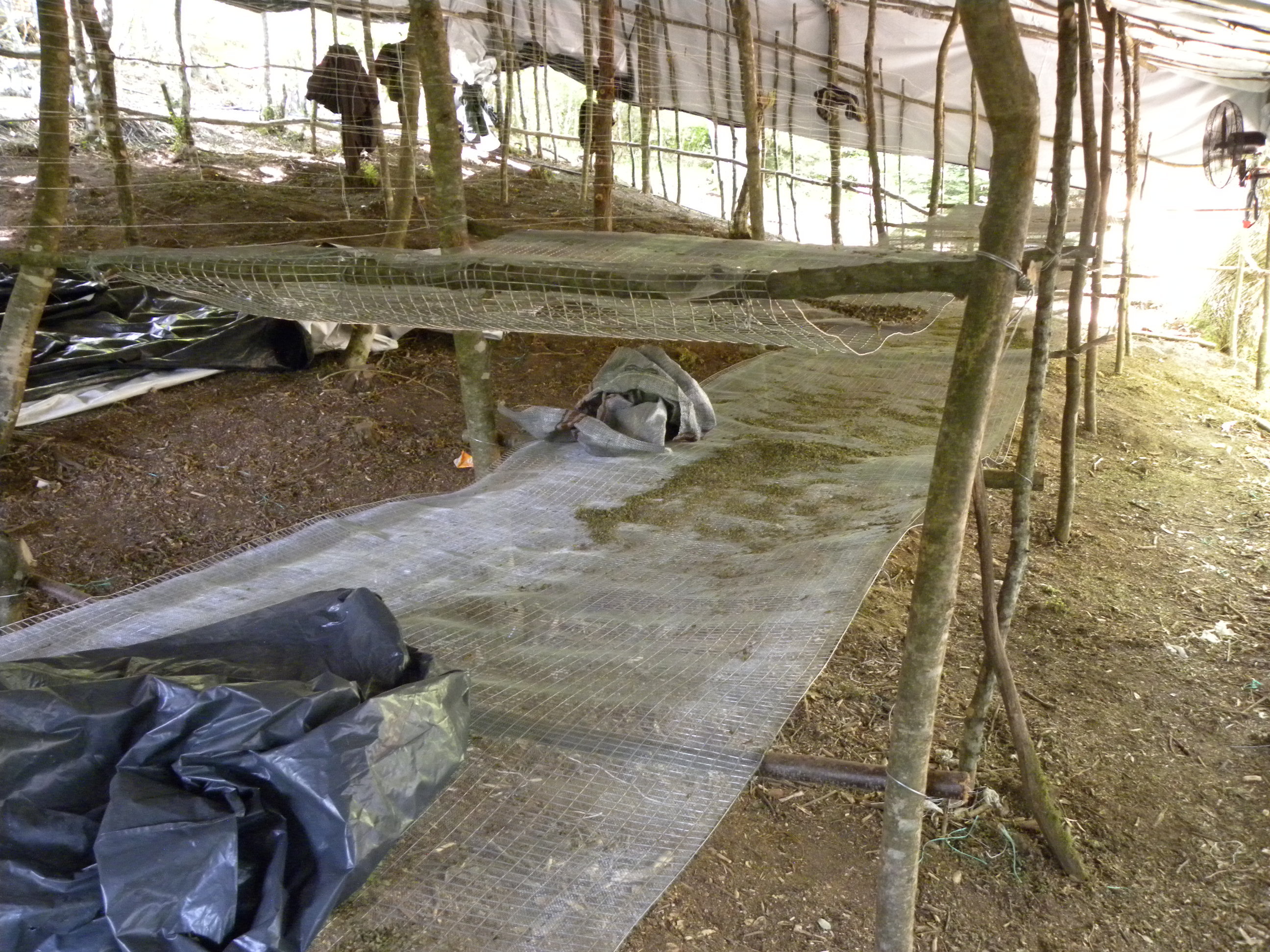 fyteia_kannabi_olympos_5.jpeg fyteia_kannabi_olympos_5.jpeg