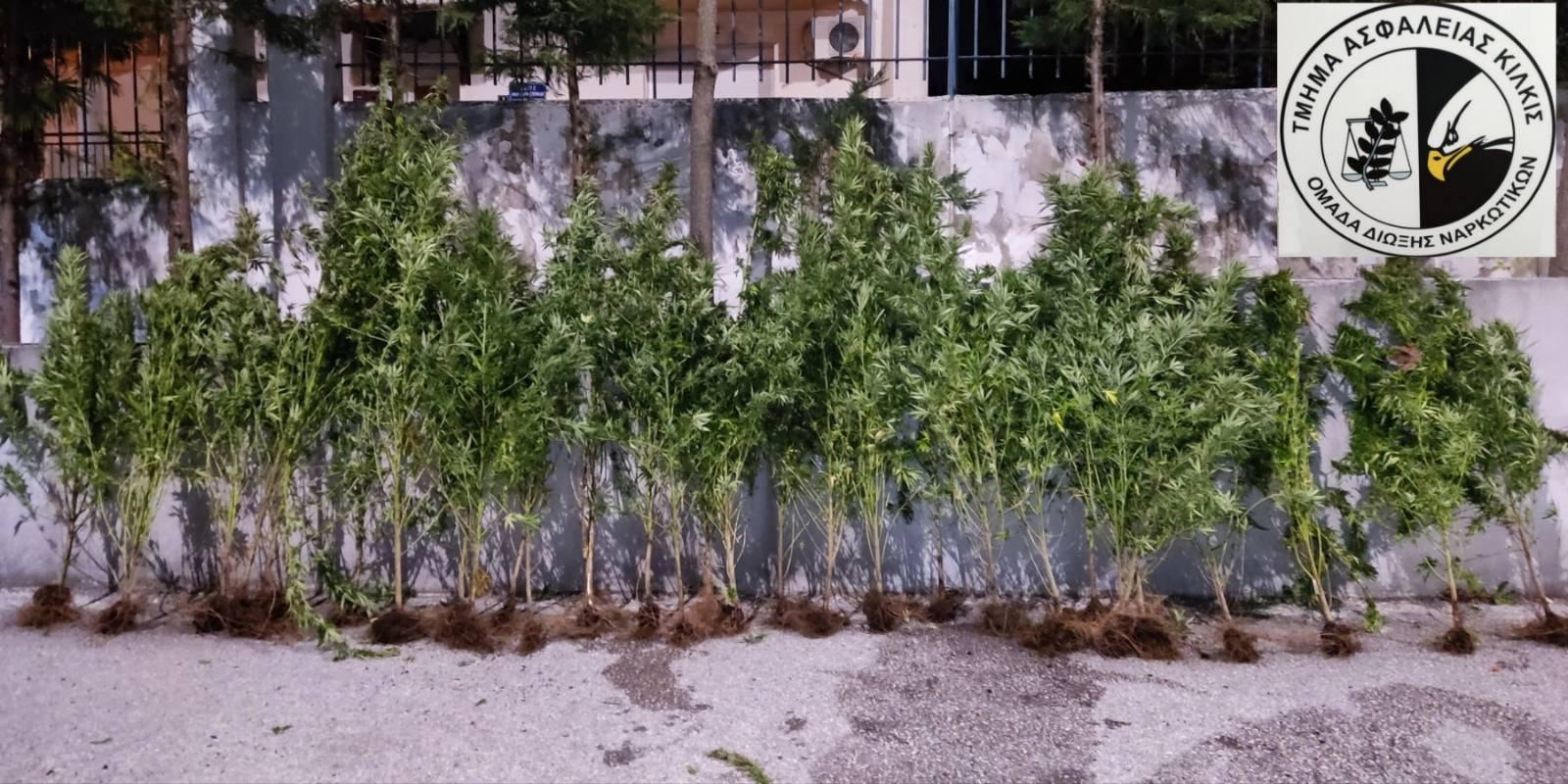 katashesi_dendryllion_kannabis.jpg katashesi_dendryllion_kannabis.jpg