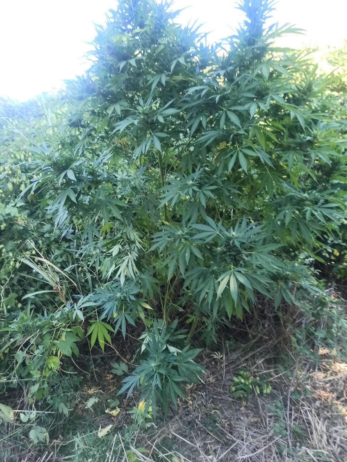 katashesi_dendryllion_kannabis_y.a.katerinis_1.jpg katashesi_dendryllion_kannabis_y.a.katerinis_1.jpg