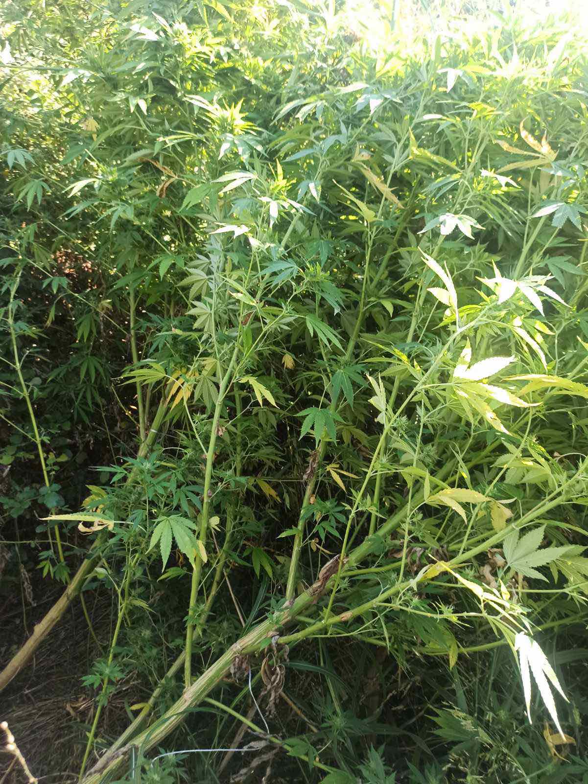 katashesi_dendryllion_kannabis_y.a.katerinis_2.jpg katashesi_dendryllion_kannabis_y.a.katerinis_2.jpg