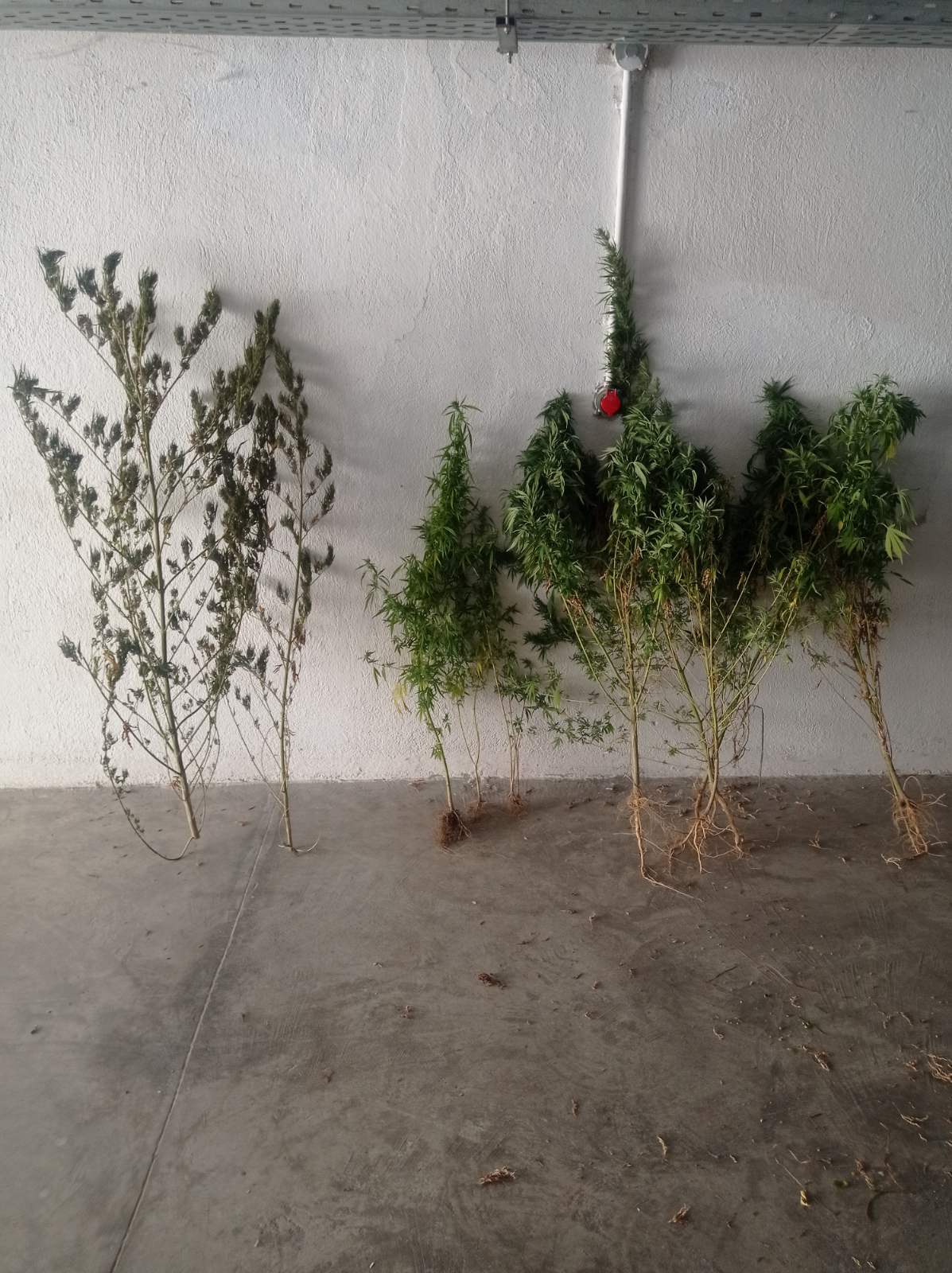katashesi_dendryllion_kannabis_y.a.serron.jpg katashesi_dendryllion_kannabis_y.a.serron.jpg