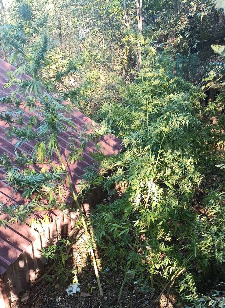katashesi_dendryllion_kannabis_ya_serron.jpg katashesi_dendryllion_kannabis_ya_serron.jpg