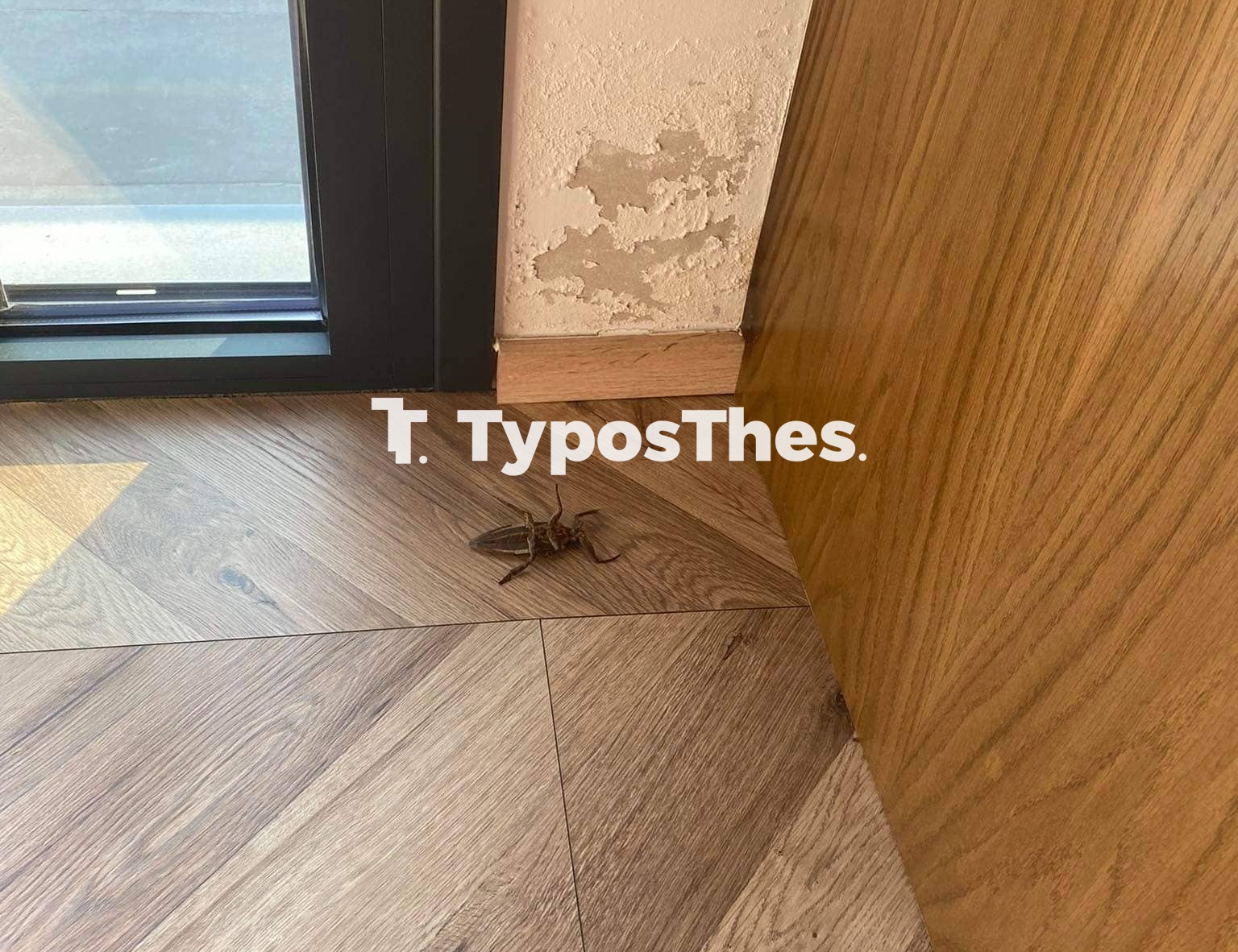lithokeros.jpg lithokeros.jpg