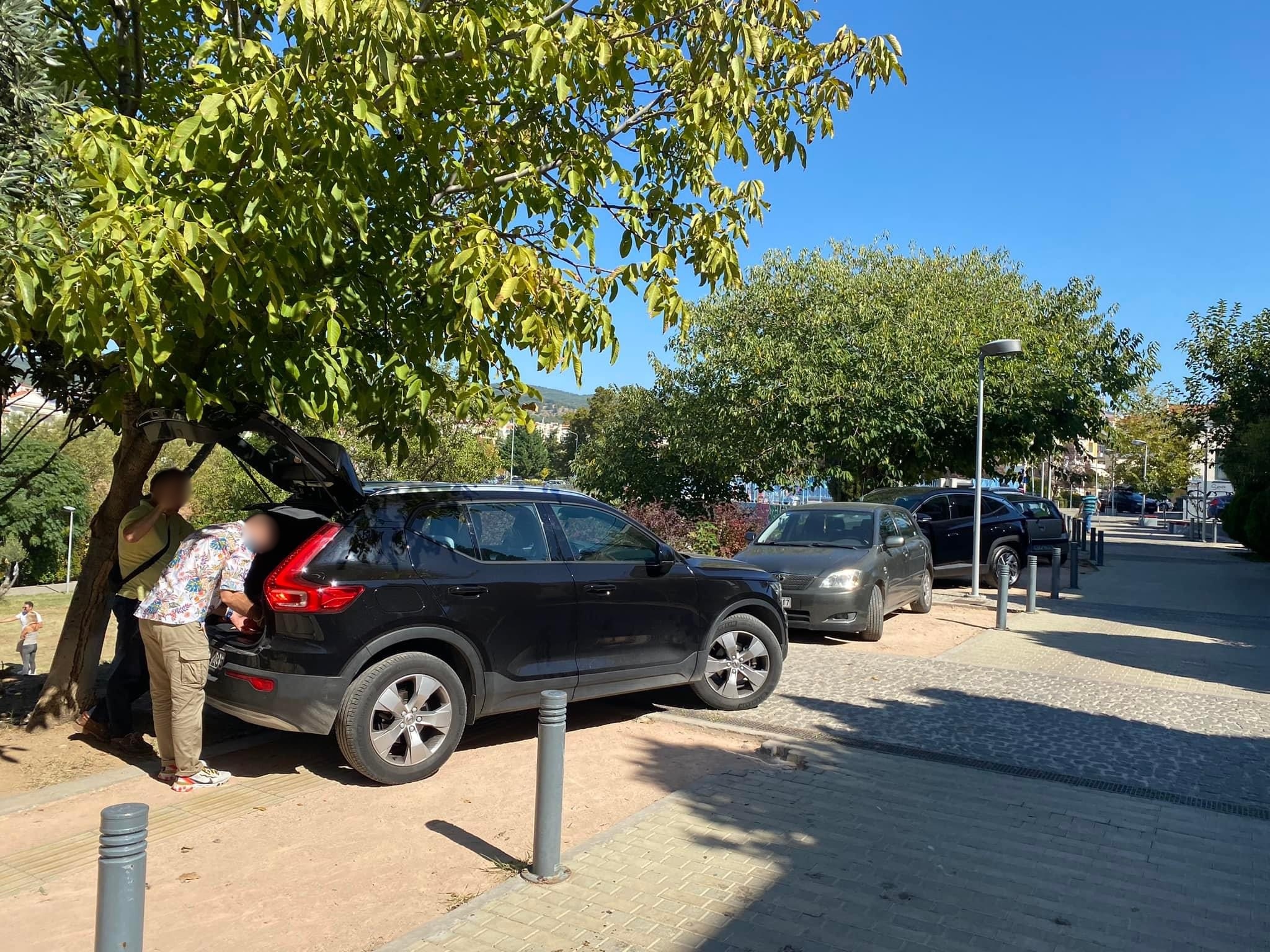 elaiorama-parkarismena_19.jpg elaiorama-parkarismena_19.jpg