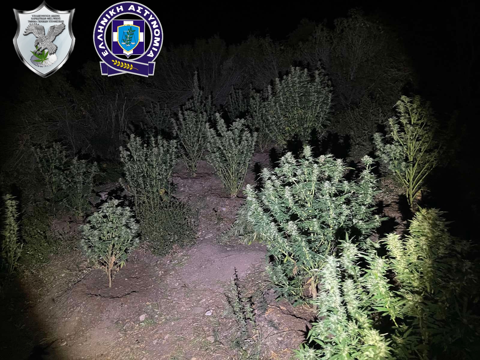 narkotika_kannabi_4.jpeg narkotika_kannabi_4.jpeg