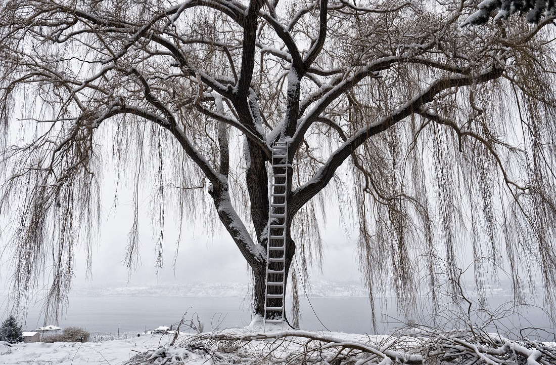 2-dikaiakos_willow_tree_1.jpg 2-dikaiakos_willow_tree_1.jpg