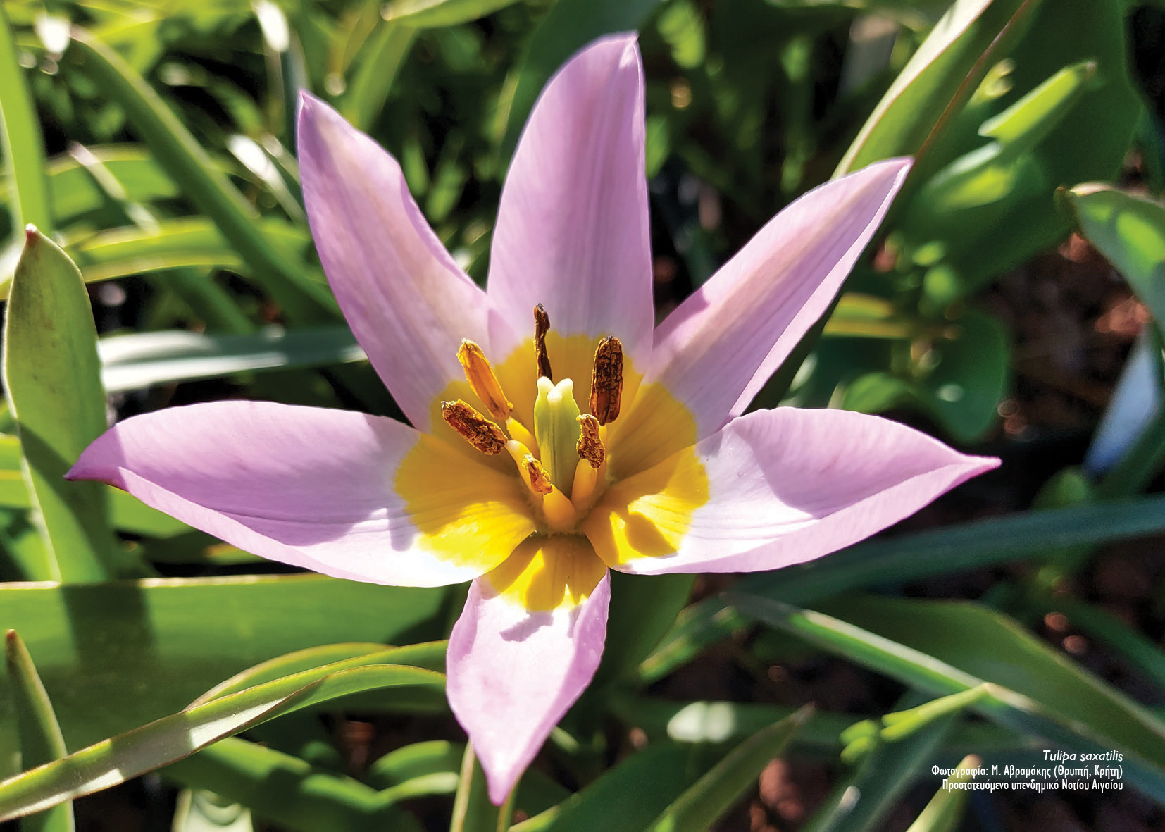 tulipscalendar2023-28.jpg tulipscalendar2023-28.jpg