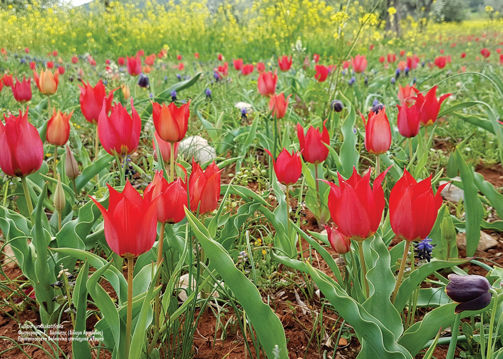 tulipscalendar2023-30.jpg