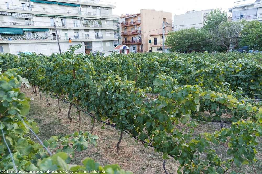 urban-vineyard-thess-038.jpg urban-vineyard-thess-038.jpg