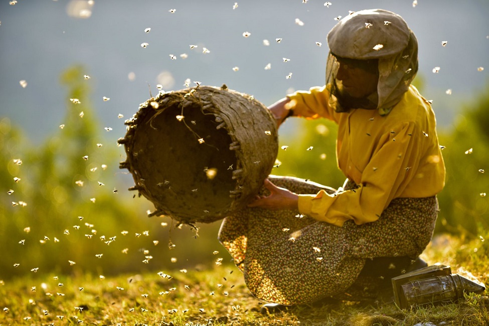 honeyland.jpg honeyland.jpg