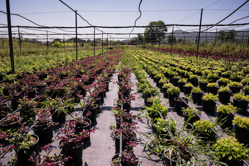forweb-nursery_07_2021_14.png forweb-nursery_07_2021_14.png