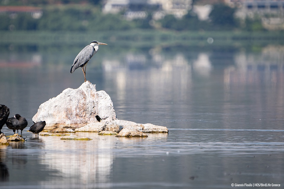 giannis_floulis_hos_-_birdlife_greece.jpg giannis_floulis_hos_-_birdlife_greece.jpg