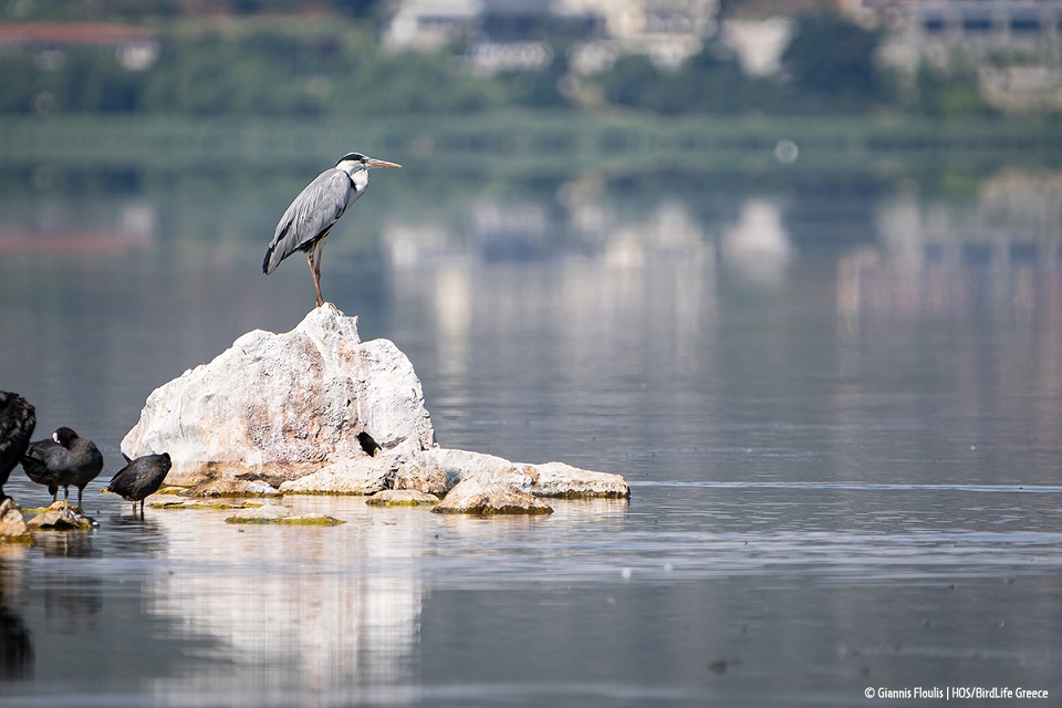 giannis_floulis_hos_-_birdlife_greece.jpg