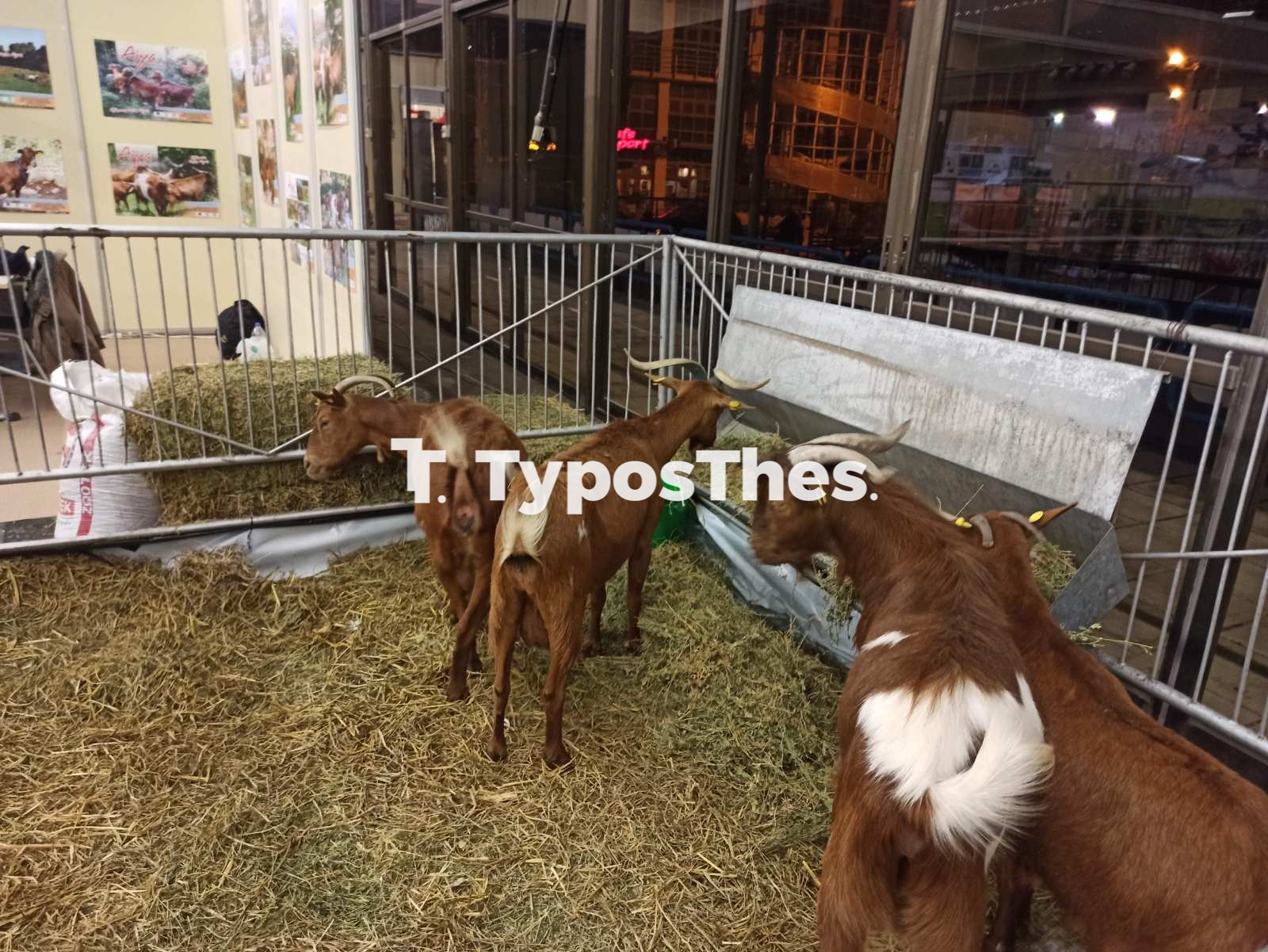 zootechnia1.jpg zootechnia1.jpg
