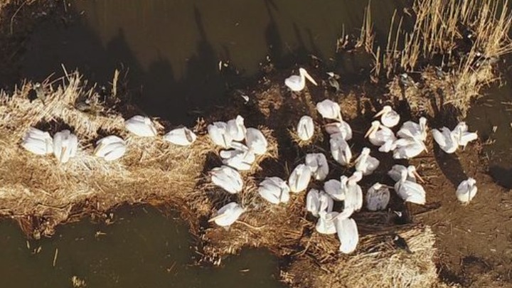 argyropelekanoi_prespa_1.jpg argyropelekanoi_prespa_1.jpg